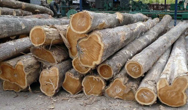 Jenis kayu jati