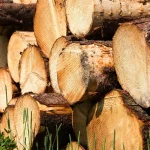 Kayu mindi yang bisa dimanfaatkan untuk furniture, Sumber: pakutembak.com