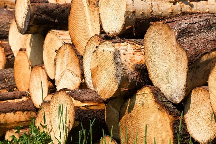 Kayu mindi yang bisa dimanfaatkan untuk furniture, Sumber: pakutembak.com